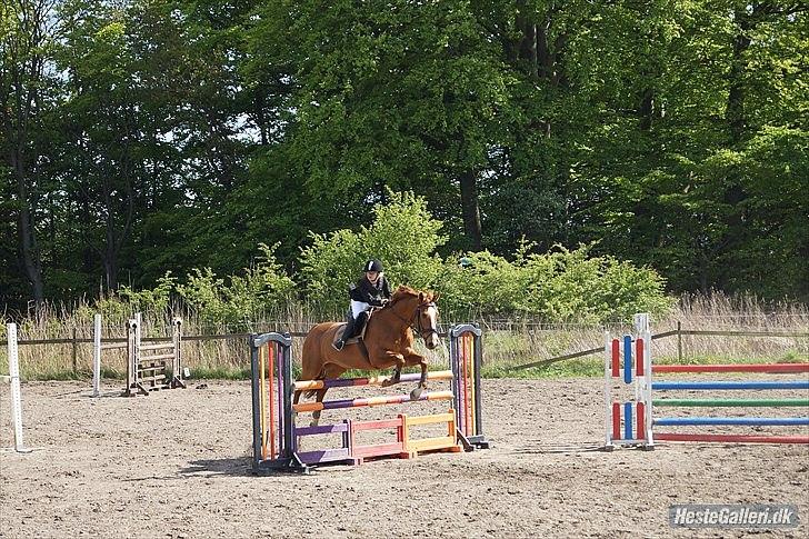 Hannoveraner Kirkeledgaard Luna billede 11