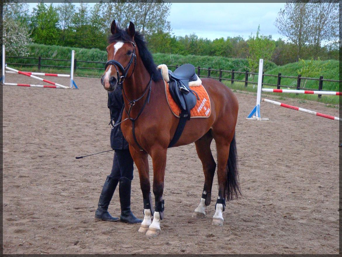 Dansk Varmblod D'Niemann-Sølyst [Himmelhest] - Dejlige Niemann <3 Springning d. 16.05.12 på Vestergården. billede 6