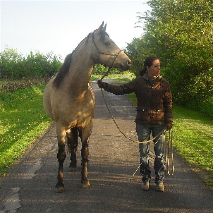 Connemara AC-Fearless Å'boy Engvang billede 6