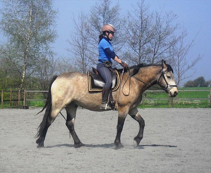 Connemara AC-Fearless Å'boy Engvang billede 7