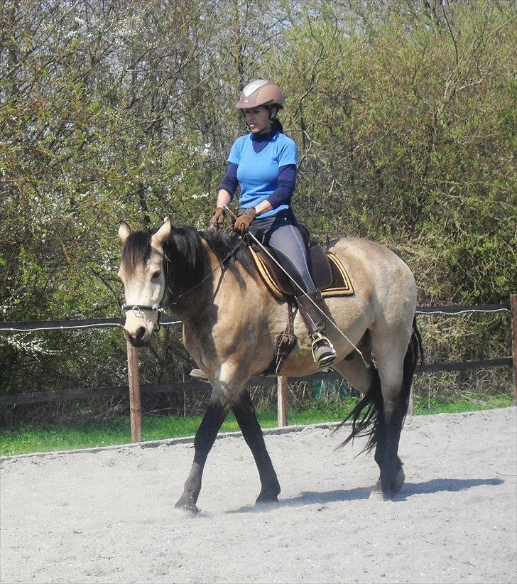 Connemara AC-Fearless Å'boy Engvang billede 8