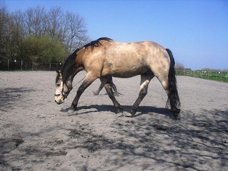 Connemara AC-Fearless Å'boy Engvang billede 11