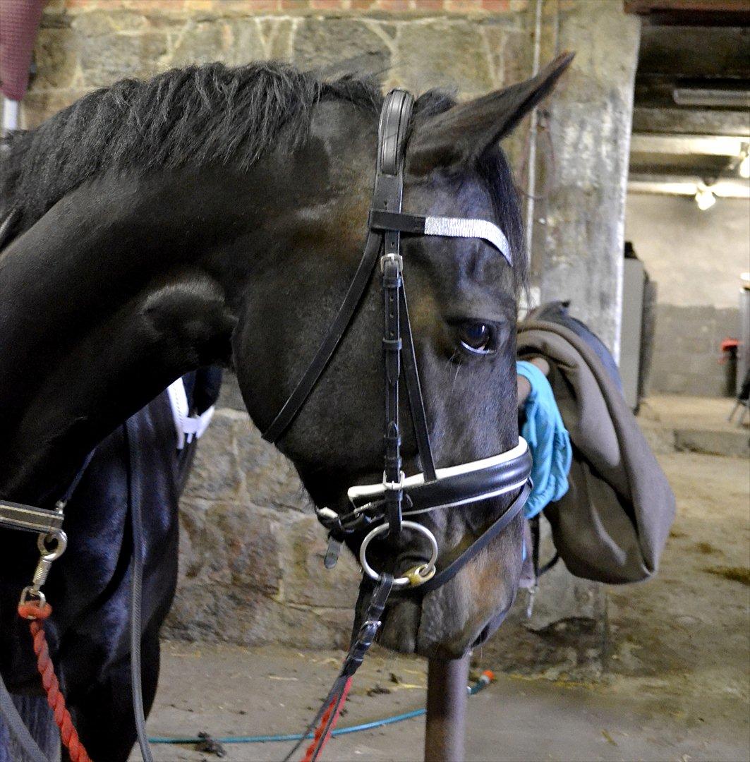 Oldenborg Bianca af Tanderup (Gippe'sen) - Helt nyt pandebånd fra SV-Design :D billede 16