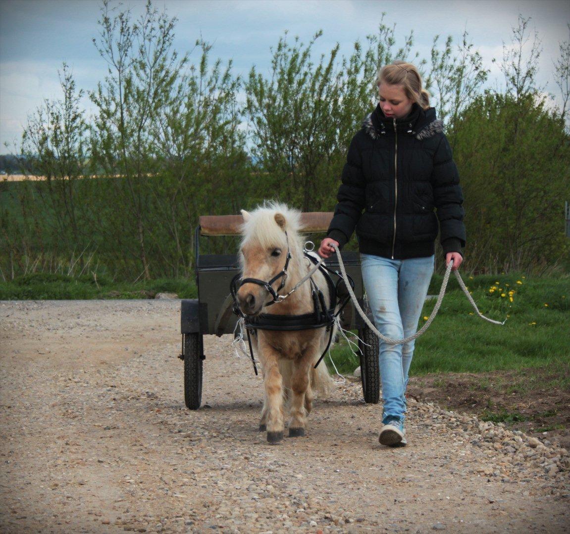 Shetlænder Sandagers Elvis - For vogn for første gang <3
 billede 7