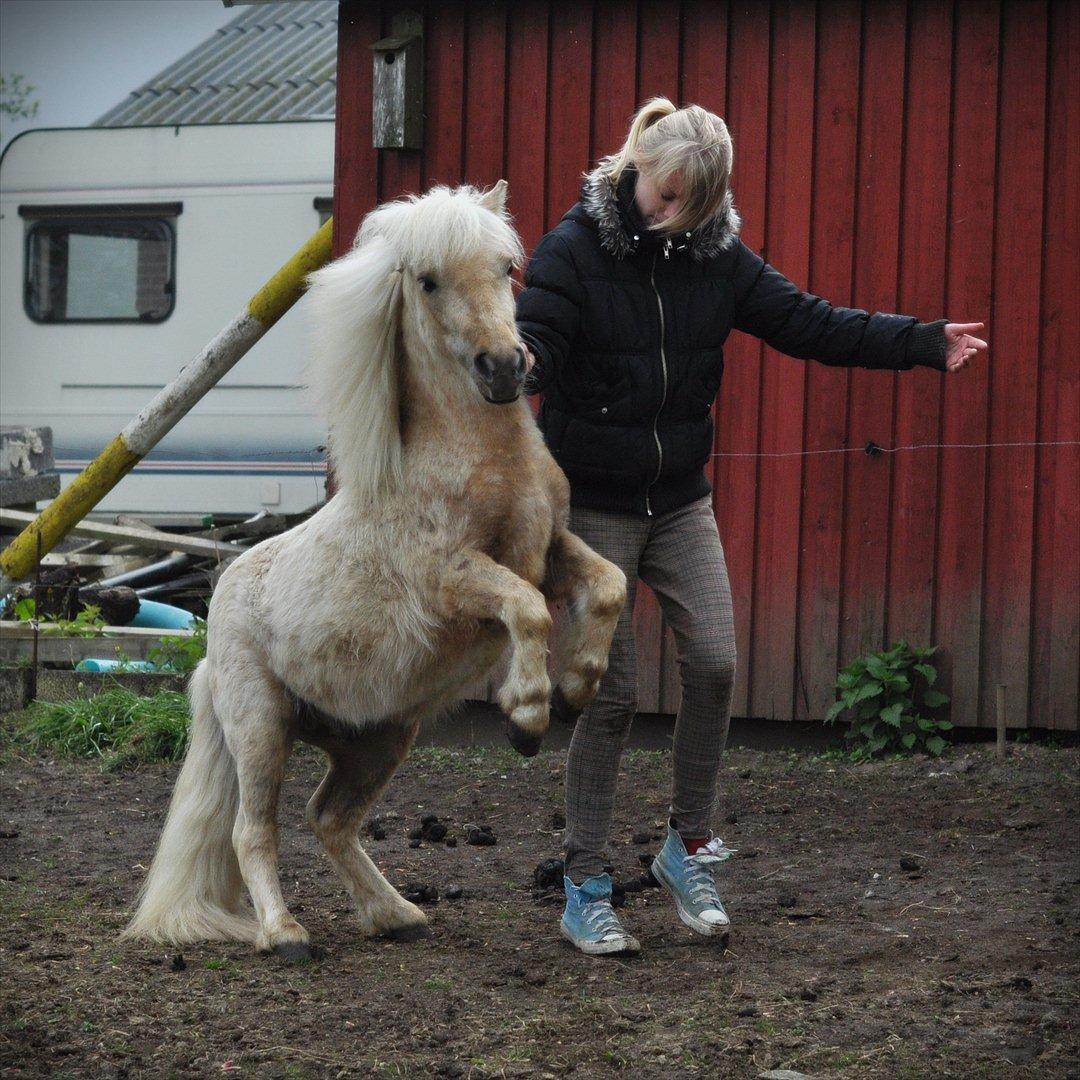 Shetlænder Sandagers Elvis - Gå ikke foran mig - måske vil jeg ikke følge dig. Gå ikke bag mig - måske vil jeg ikke føre an. Gå ved siden af mig og vær blot min ven<3 billede 18