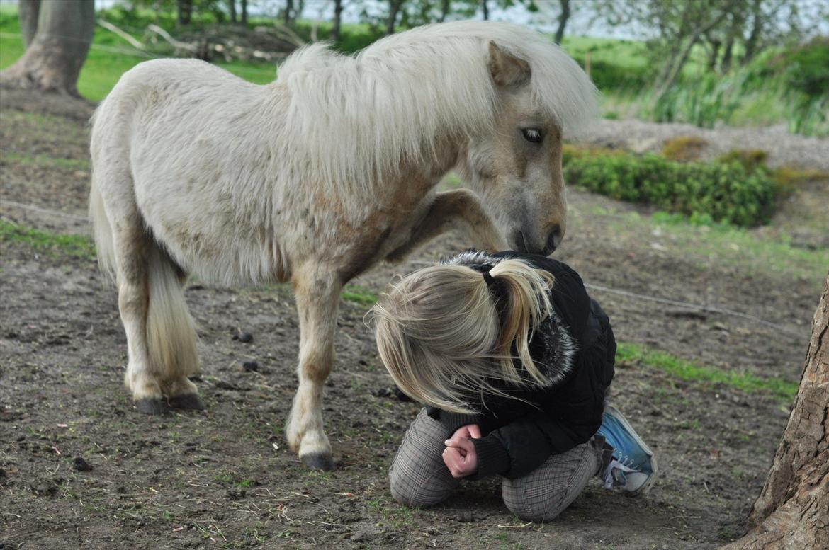 Shetlænder Sandagers Elvis - Kvinde kend din plads!! billede 9