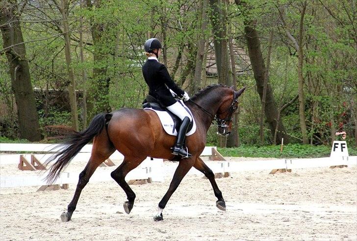 Dansk Varmblod May Candeloro - Bernstoffsparken maj 2012. Taget af Pernille Teidor Olesen. billede 16