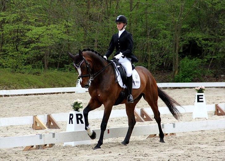 Dansk Varmblod May Candeloro - Bernstoffsparken maj 2012. Taget af Pernille Teidor Olesen.  billede 17