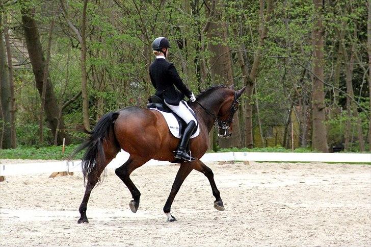 Dansk Varmblod May Candeloro - Bernstoffsparken maj 2012. Taget af Pernille Teidor Olesen. billede 19