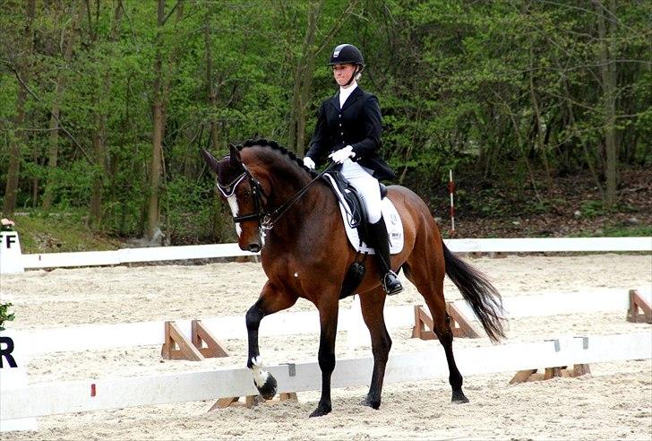 Dansk Varmblod May Candeloro - Bernstoffsparken maj 2012. Taget af Pernille Teidor Olesen. billede 20