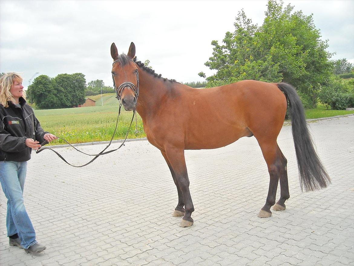 Dansk Varmblod Jackpot - Smukke dig <3<3  billede 13