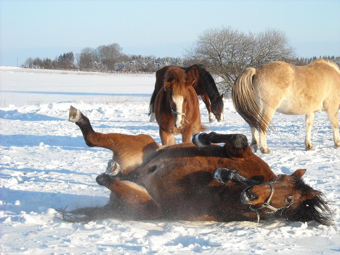 Dansk Varmblod Jackpot - Rulletur i sneen billede 14