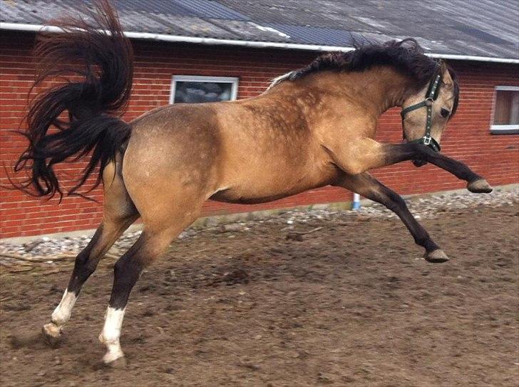 DSP Luna - Luna i hopla. billede 15