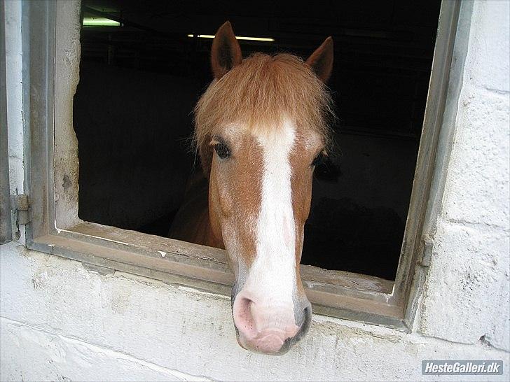 New Forest Super Mulle<3<3<3 - Smukke pige står og kigger på springning!<3 billede 8