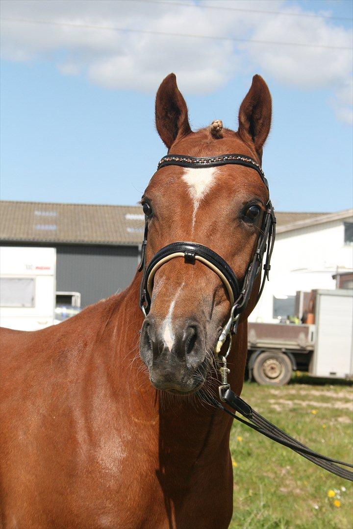 New Forest Romeo´s Kentucky - Kentucky - Maj 2012 billede 5