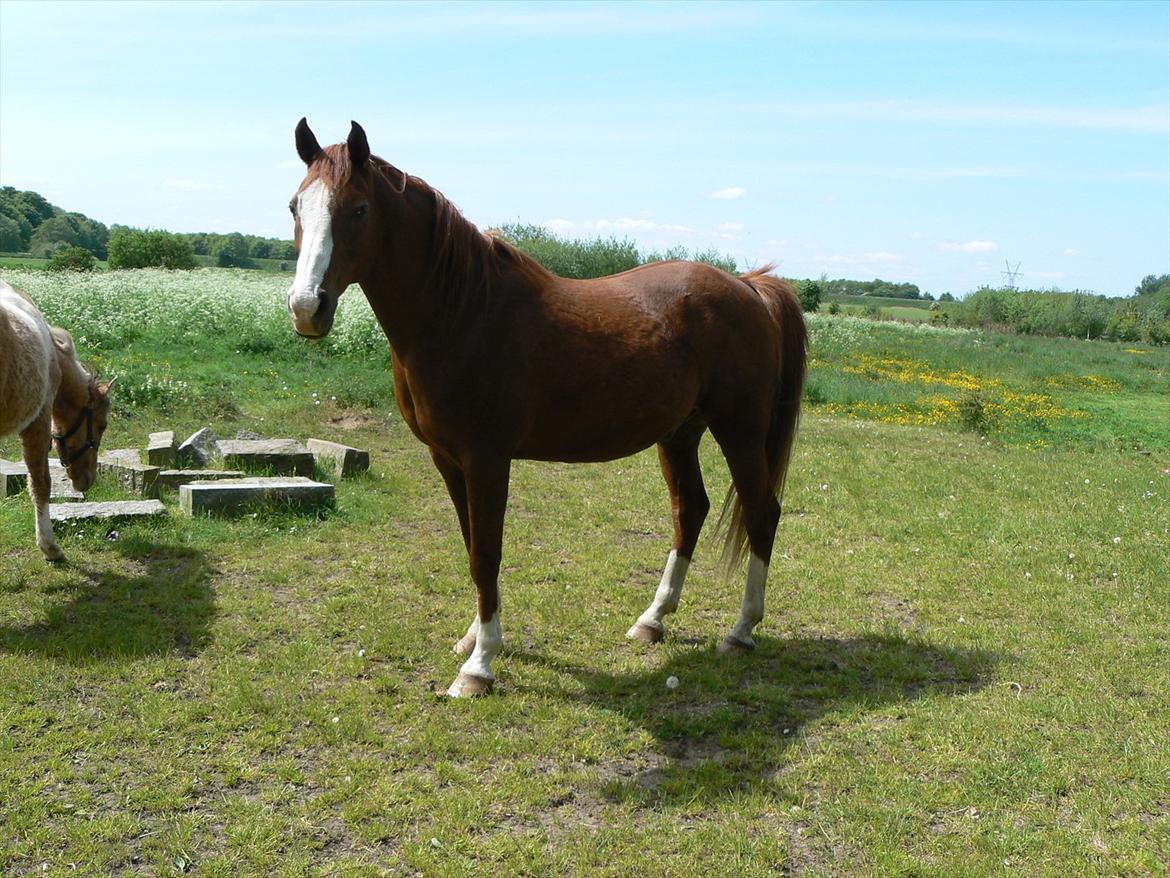 Anden særlig race Mustang. billede 5
