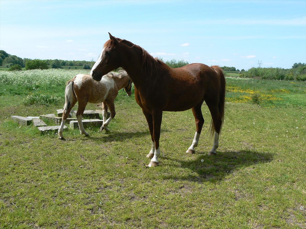 Anden særlig race Mustang. billede 6