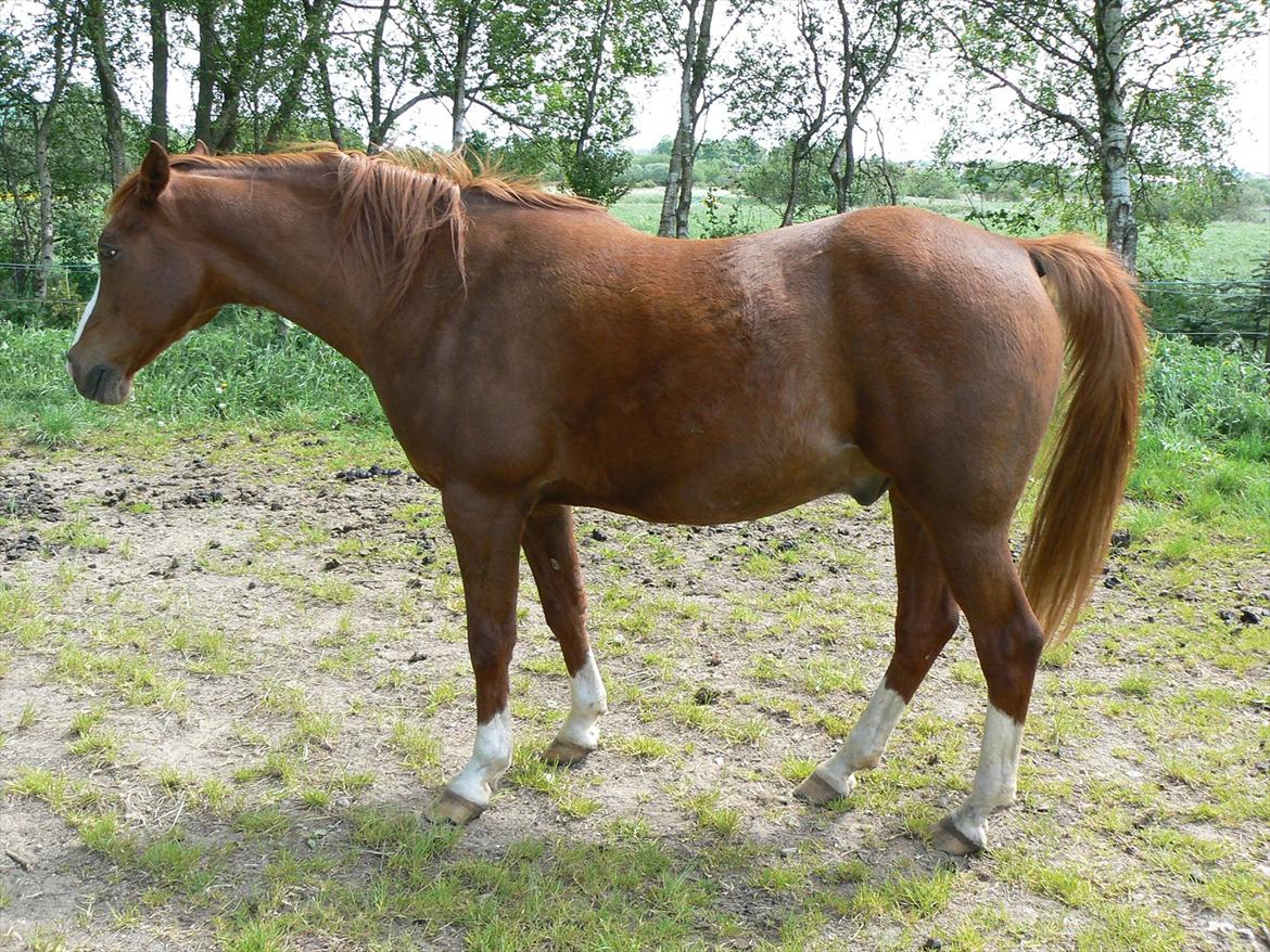 Anden særlig race Mustang. billede 8