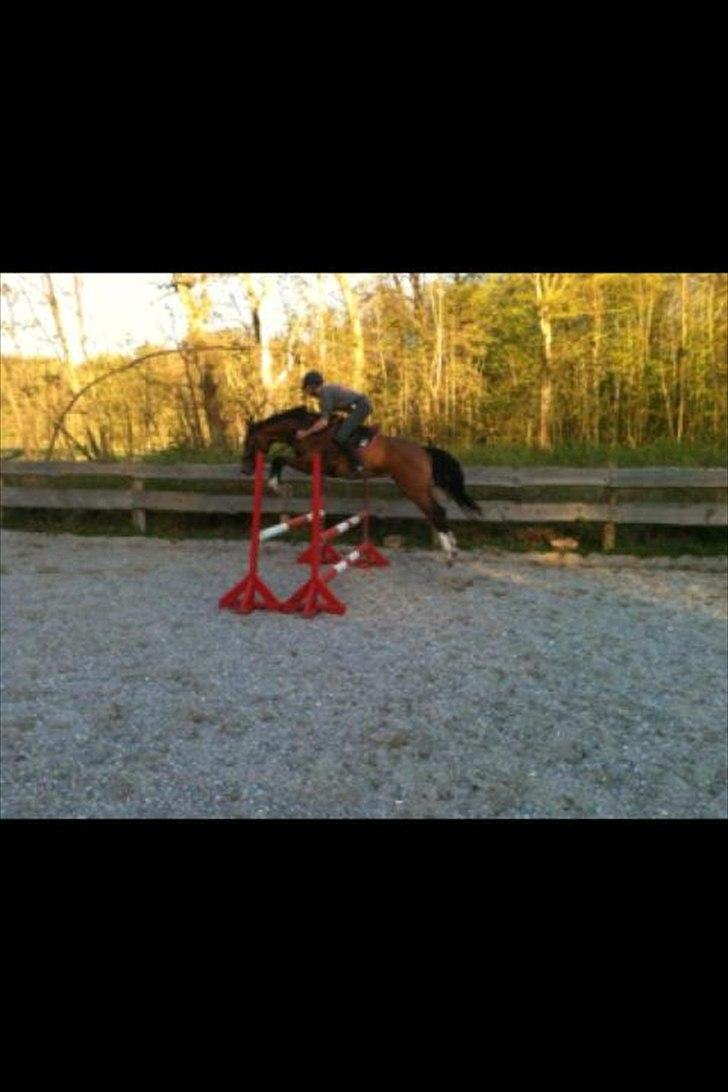 Holstener Trix Trax -Dejlige dreng, solgt... savnet- - 2 gang med rytter<3 billede 2