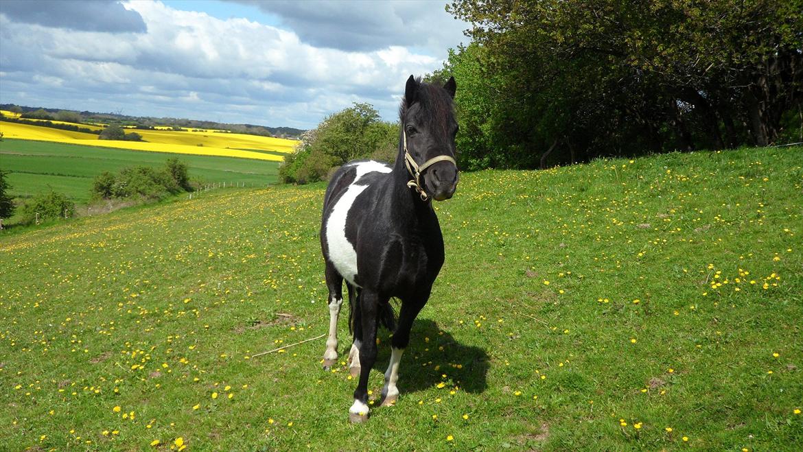Shetlænder Mamma Mia (lille brors hest) billede 18