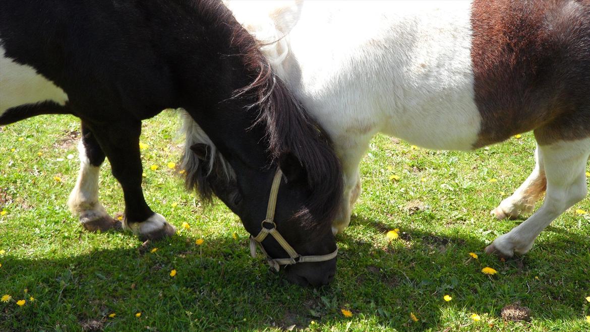 Shetlænder Mamma Mia (lille brors hest) billede 19