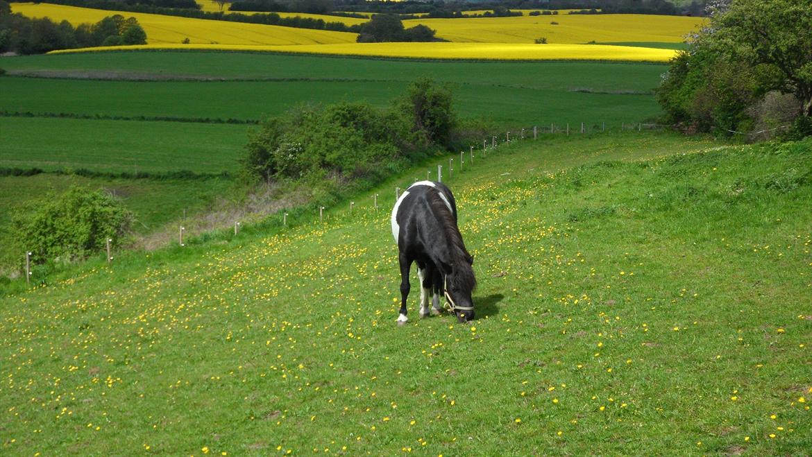 Shetlænder Mamma Mia (lille brors hest) billede 20