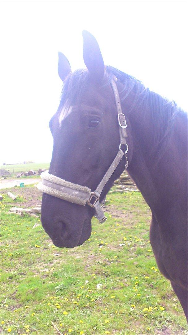 Oldenborg Engbo's Santiago billede 1