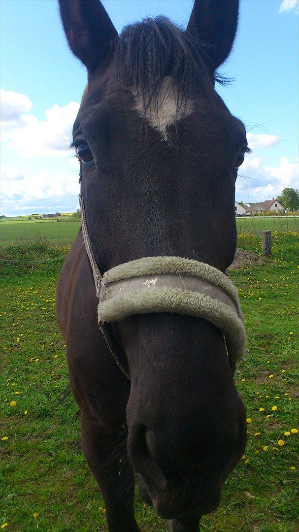 Oldenborg Engbo's Santiago billede 2