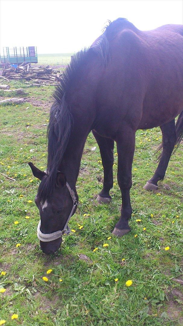 Oldenborg Engbo's Santiago billede 3