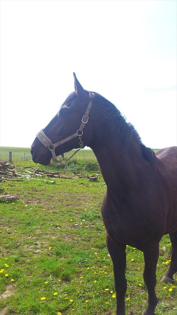 Oldenborg Engbo's Santiago billede 4