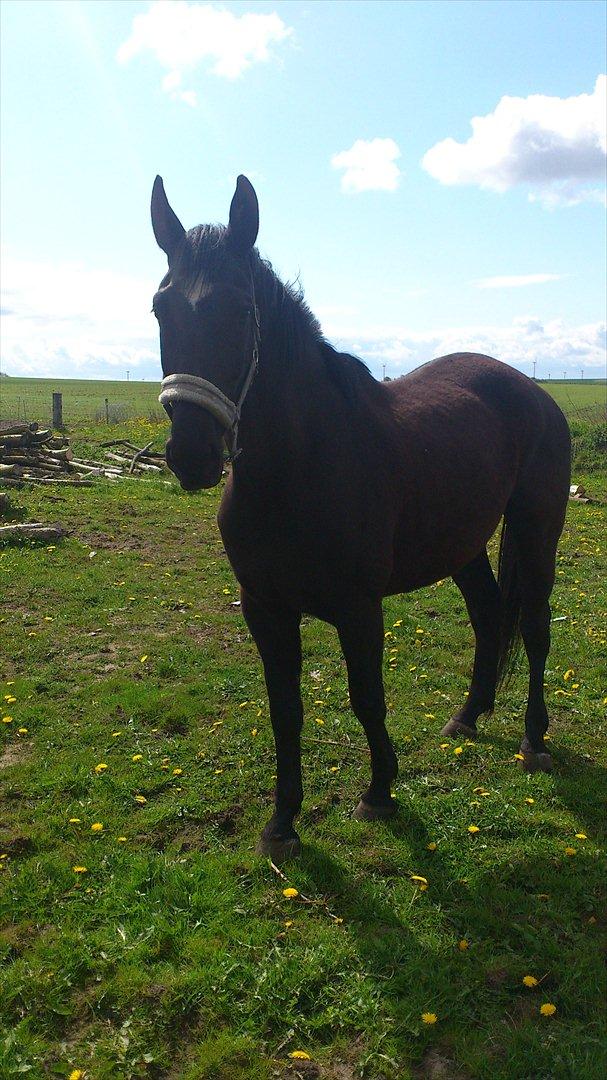 Oldenborg Engbo's Santiago billede 5