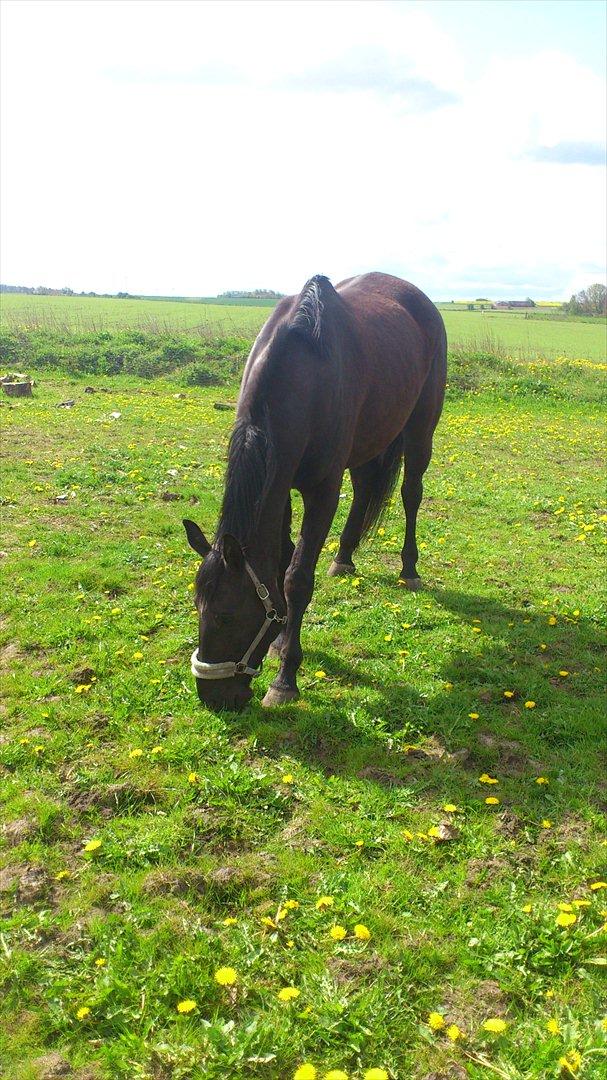 Oldenborg Engbo's Santiago billede 6