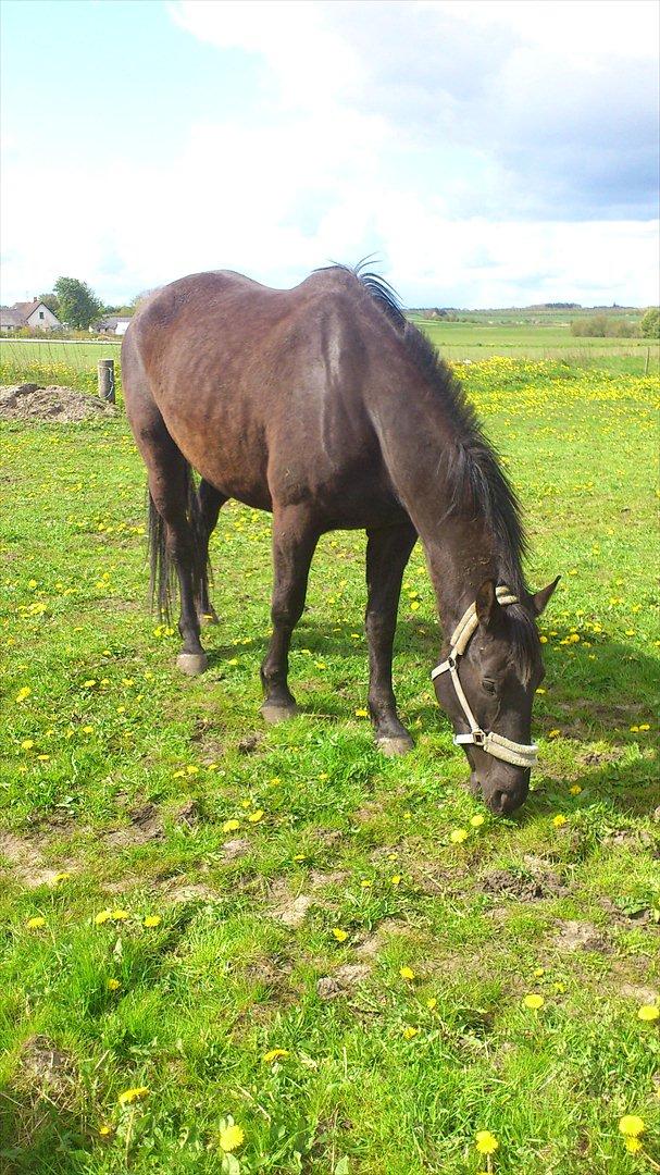 Oldenborg Engbo's Santiago billede 7