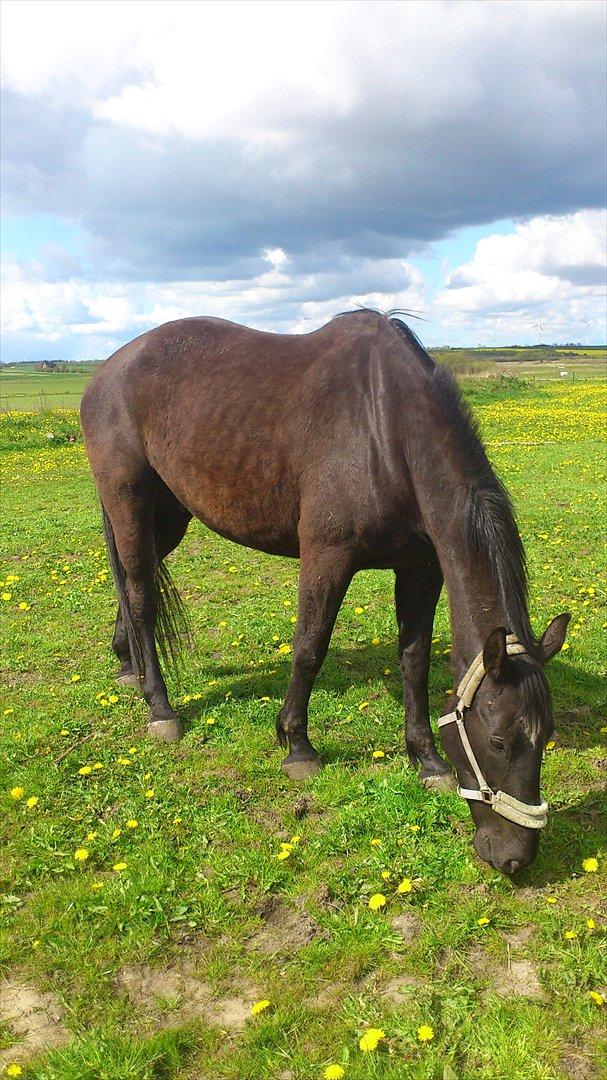 Oldenborg Engbo's Santiago billede 8