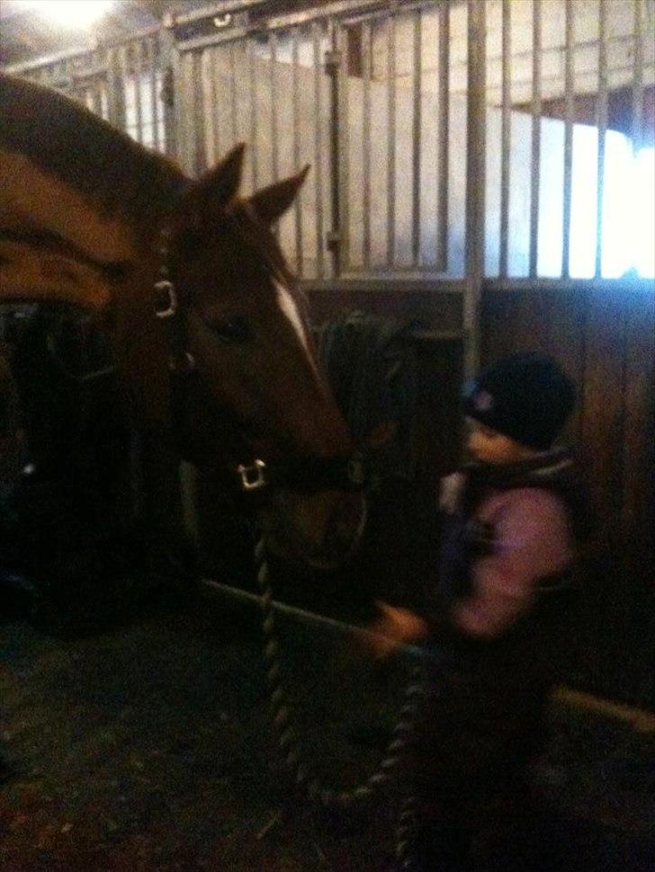 Dansk Varmblod Ladiego SOLGT billede 2