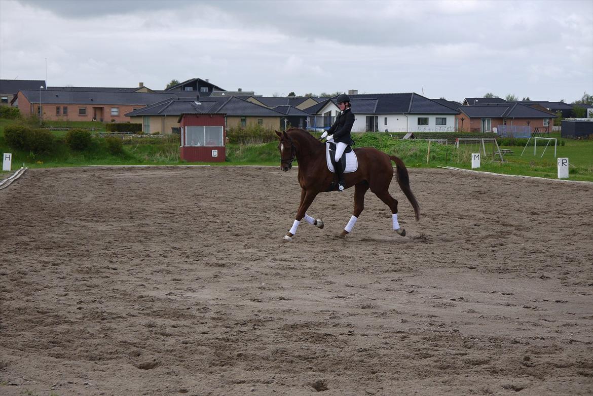 Dansk Varmblod Ladiego SOLGT - Stævne i Nibe La1 billede 9