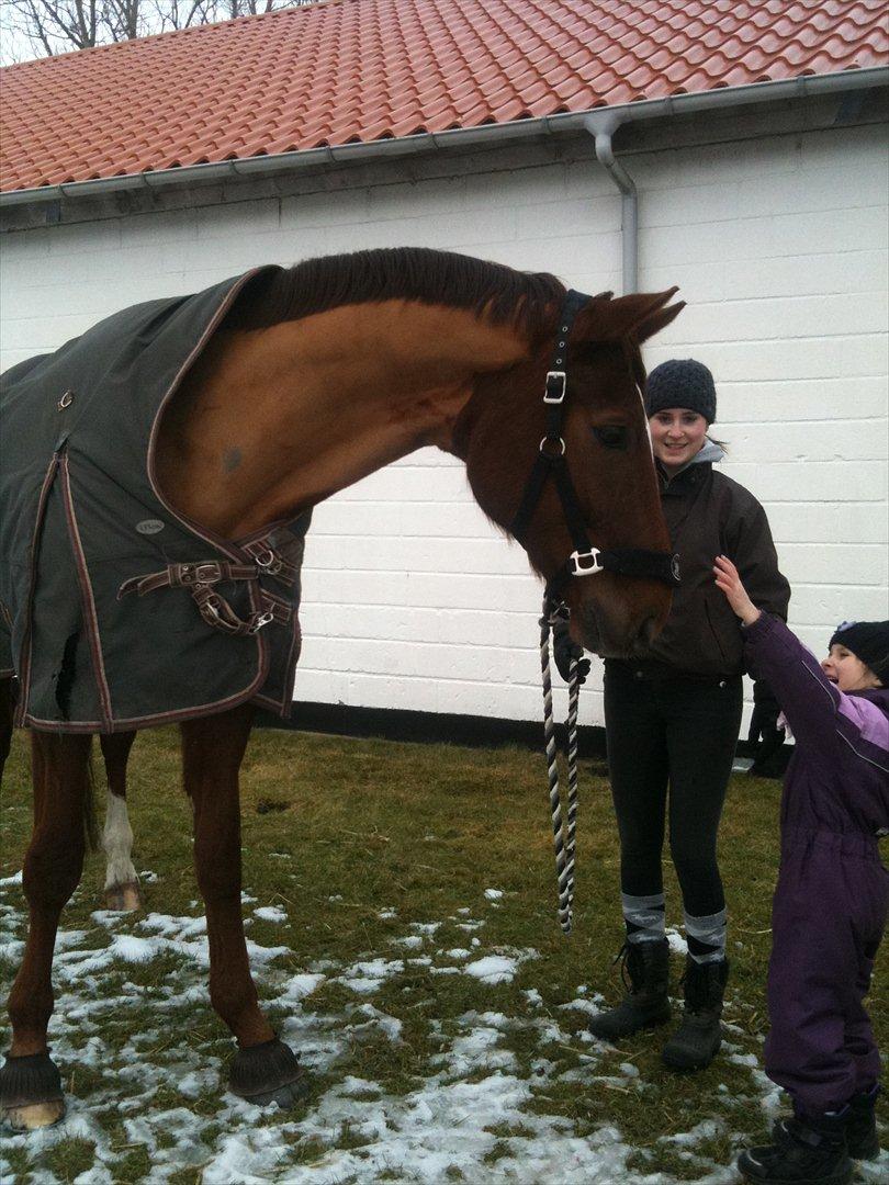 Dansk Varmblod Ladiego SOLGT - Lillesøster og Diego  billede 1