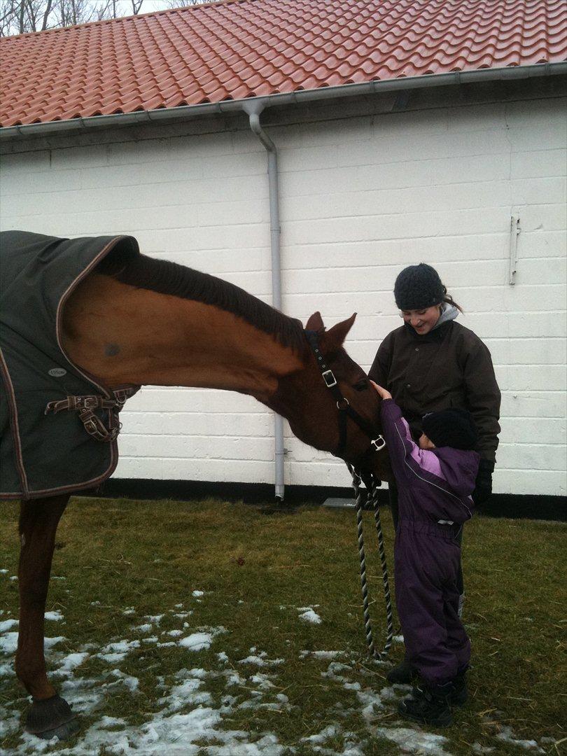 Dansk Varmblod Ladiego SOLGT billede 3