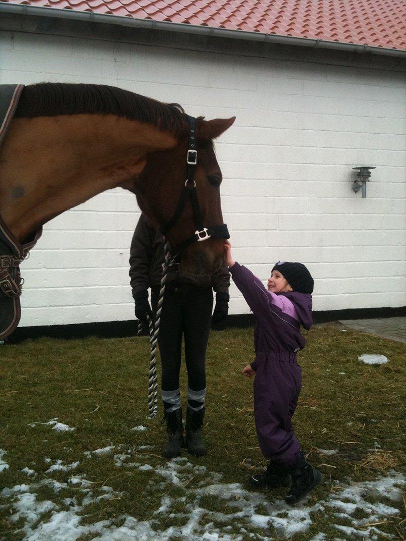 Dansk Varmblod Ladiego SOLGT billede 4