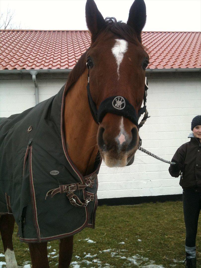 Dansk Varmblod Ladiego SOLGT billede 5