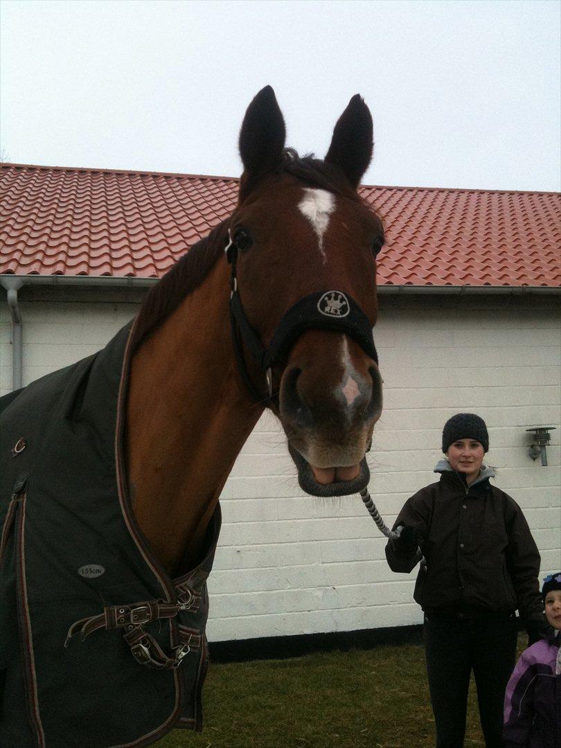 Dansk Varmblod Ladiego SOLGT billede 6