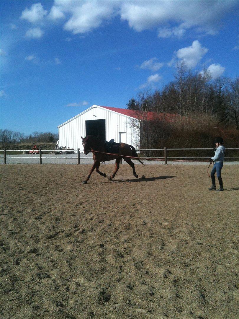 Dansk Varmblod Ladiego SOLGT billede 7