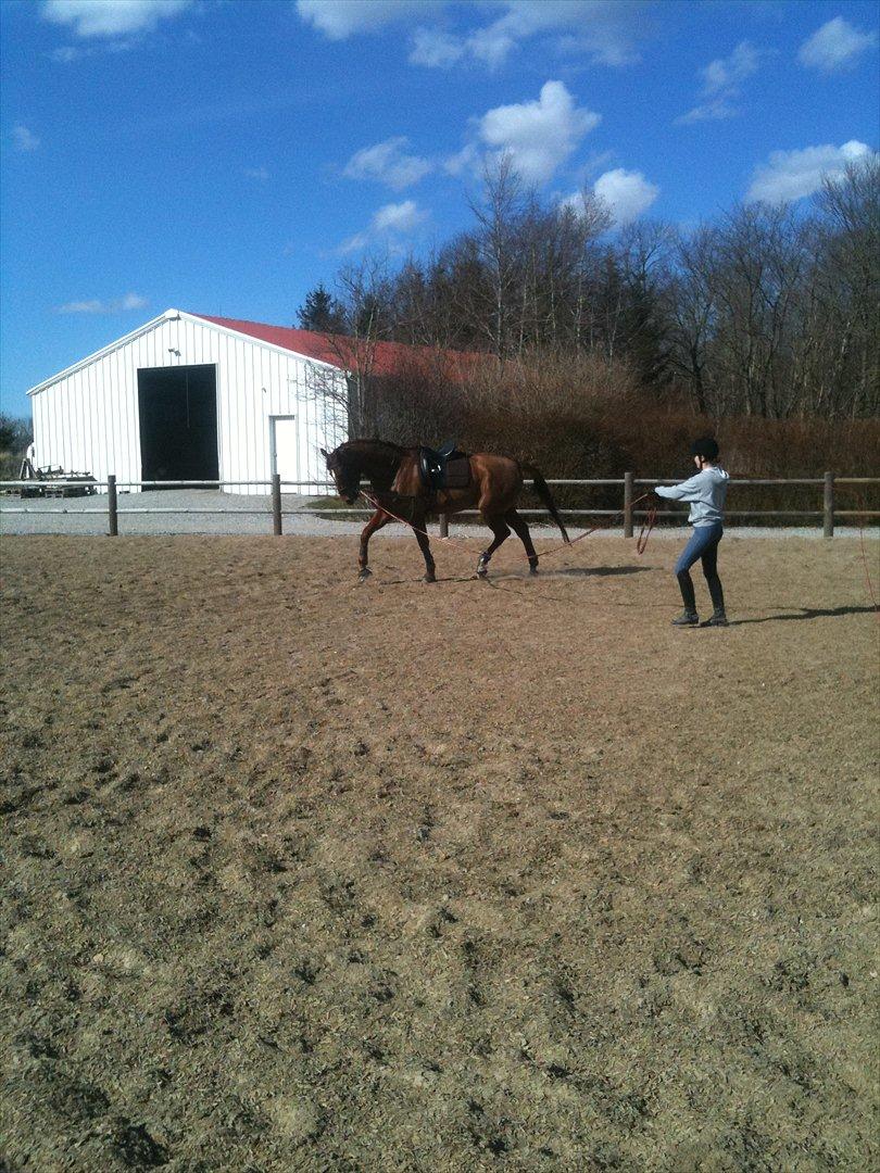 Dansk Varmblod Ladiego SOLGT billede 8