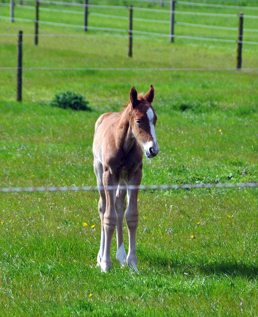 Frederiksborg Nytoftgaards Akado billede 12