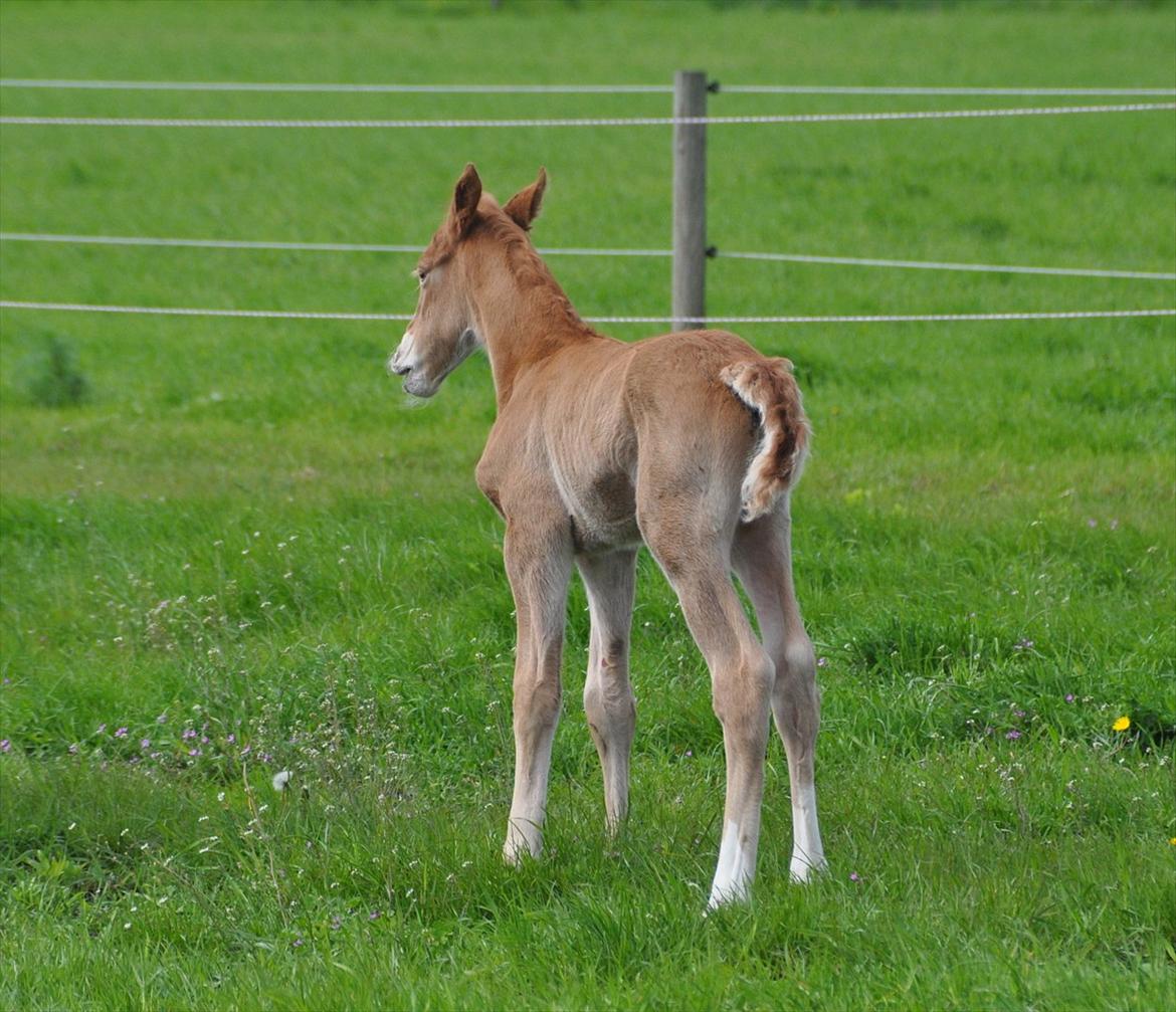 Frederiksborg Nytoftgaards Akado billede 14