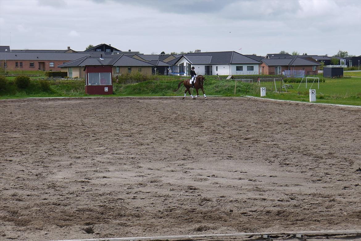 Dansk Varmblod Ladiego SOLGT - Stævne i Nibe La1 billede 10