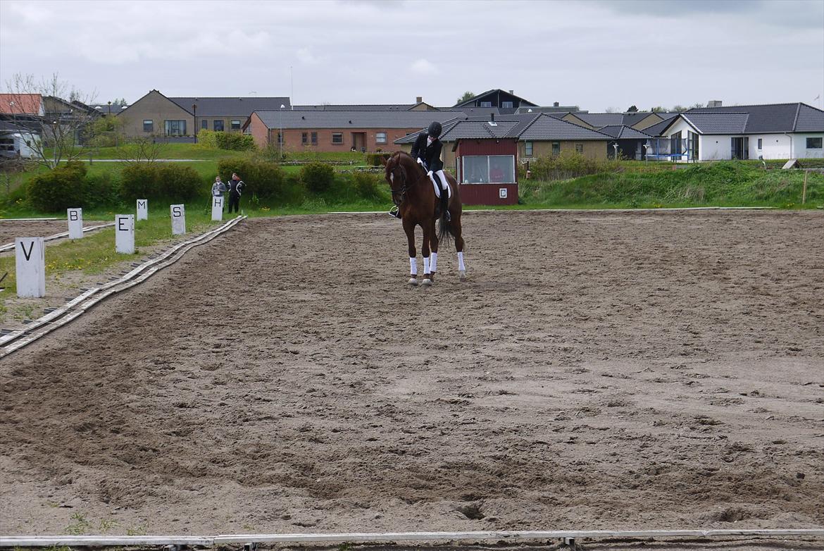 Dansk Varmblod Ladiego SOLGT - Stævne i Nibe La1 billede 11