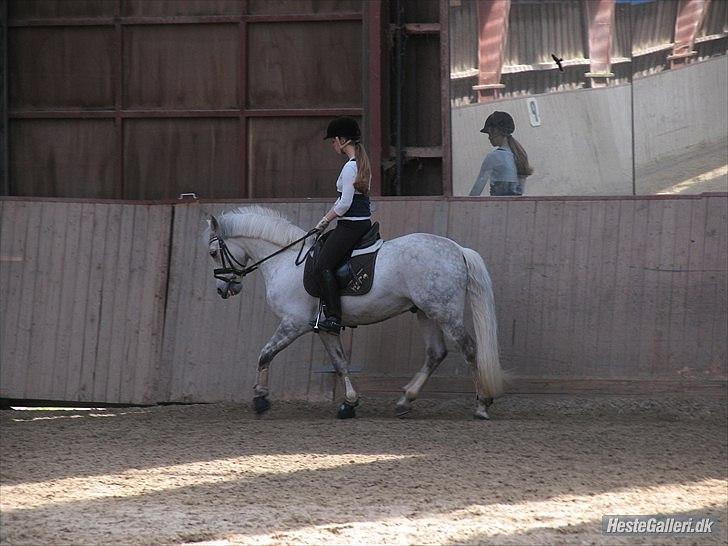 Connemara Maskenkol's Calimero *Tidl. Part* - Nice:-)
Foto: Katrine F. billede 8