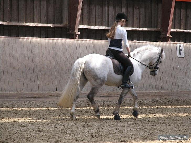 Connemara Maskenkol's Calimero *Tidl. Part* - :-)
Foto: Katrine F. billede 18