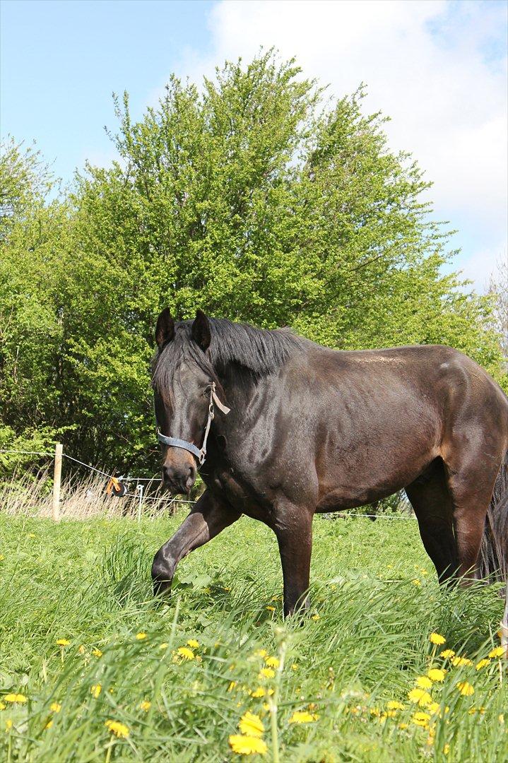 Dansk Varmblod Extrem billede 7